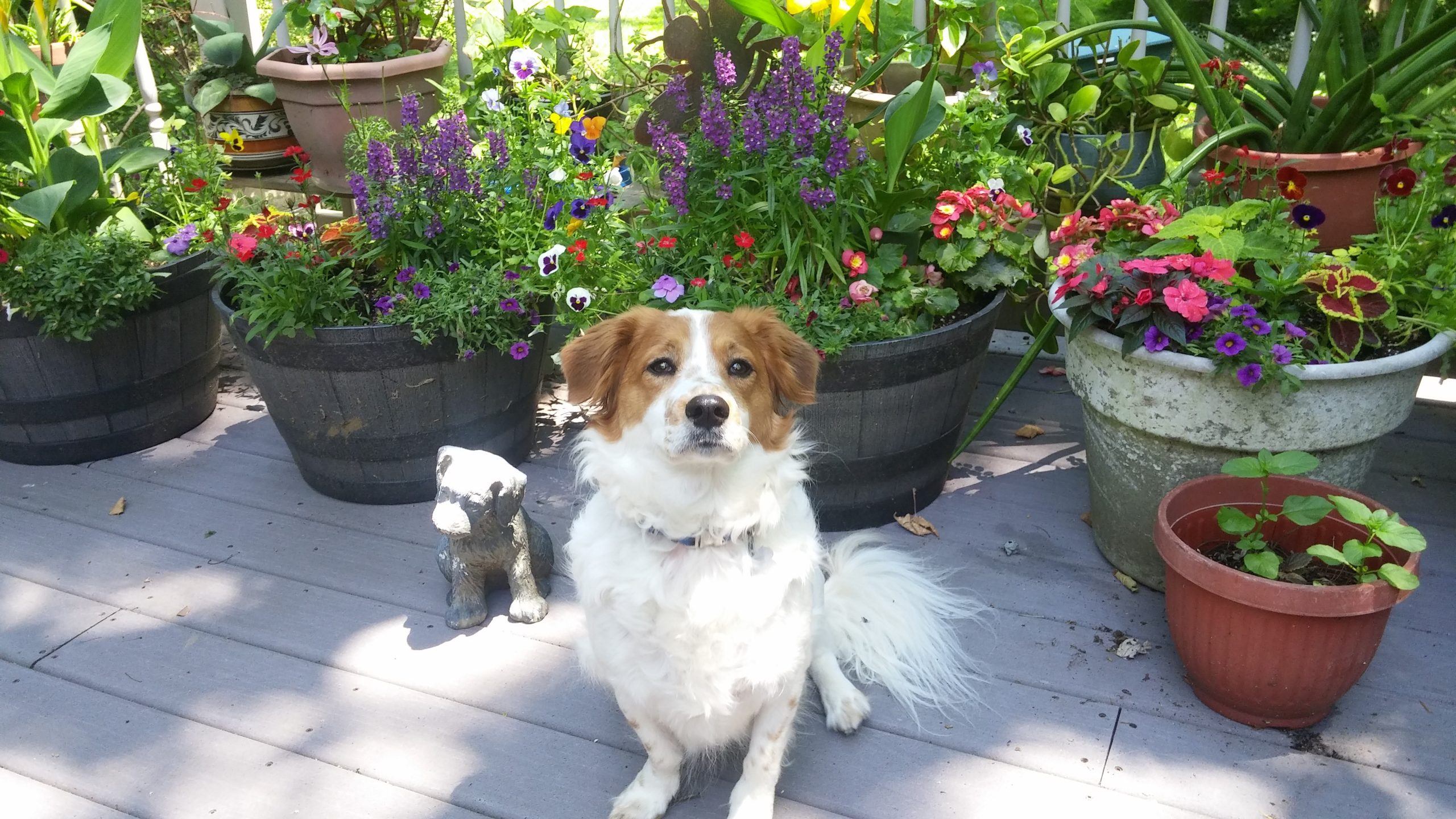 Justice, a Sato from Puerto Rico, posing on grandma's patio.